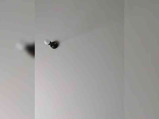 _LittleSammy webcam