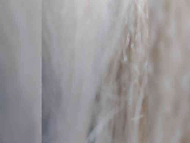 _LittleSammy