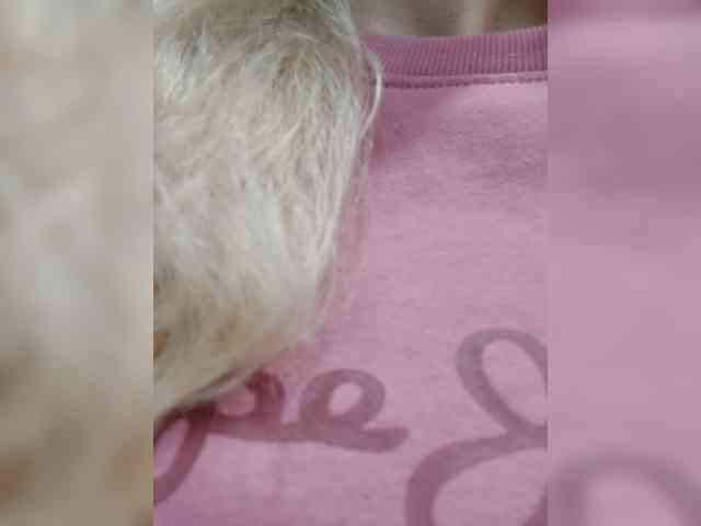 _LittleSammy