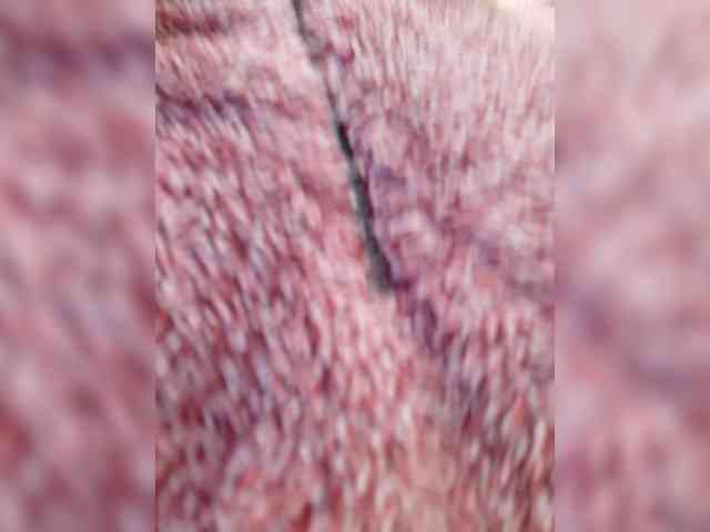 _LittleSammy