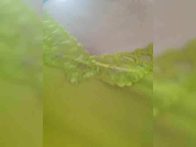 Modelo: _LittleSammy