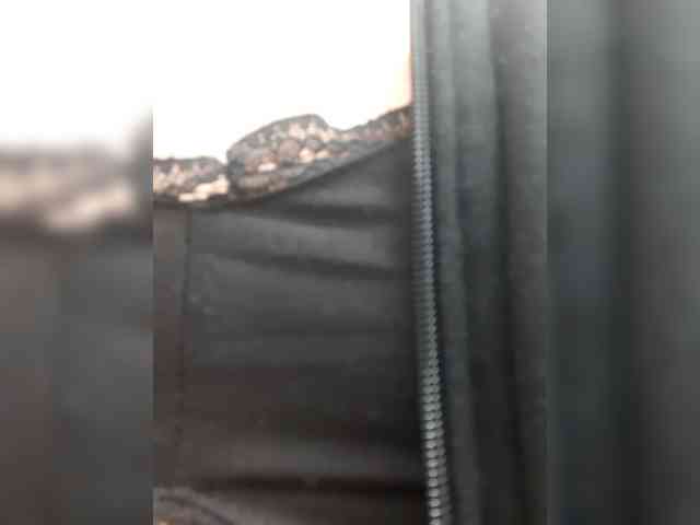 _LittleSammy webcam