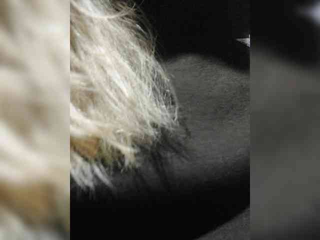 _LittleSammy webcam