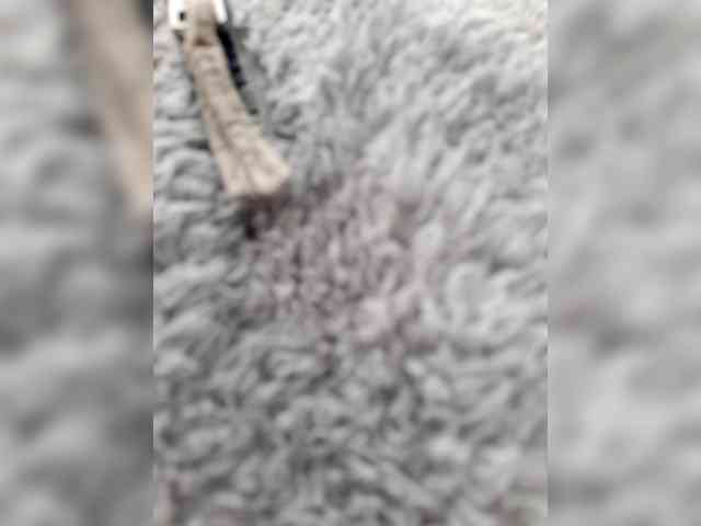 _LittleSammy