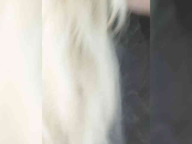 _LittleSammy webcam