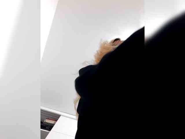 _LittleSammy webcam