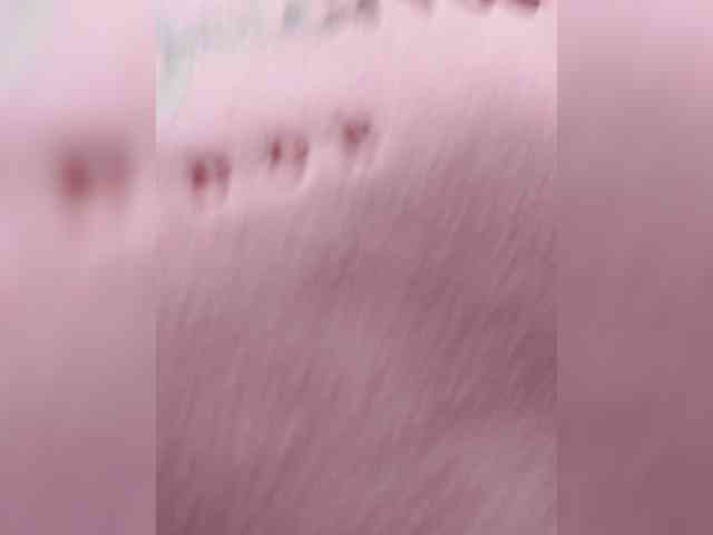_LittleSammy webcam