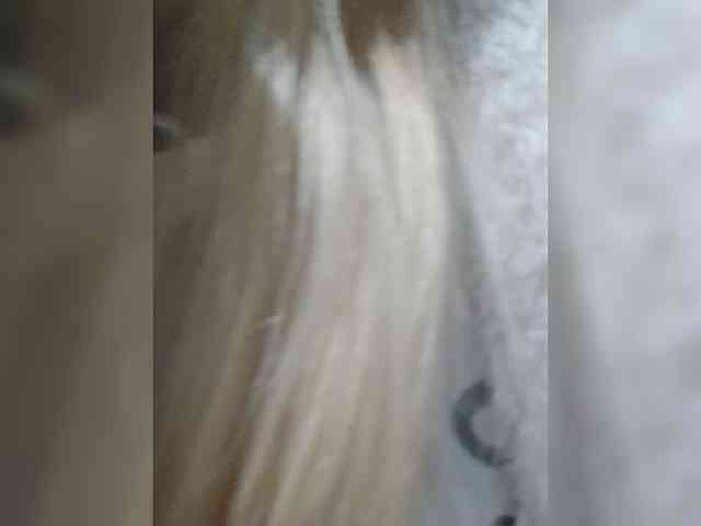 _LittleSammy webcam