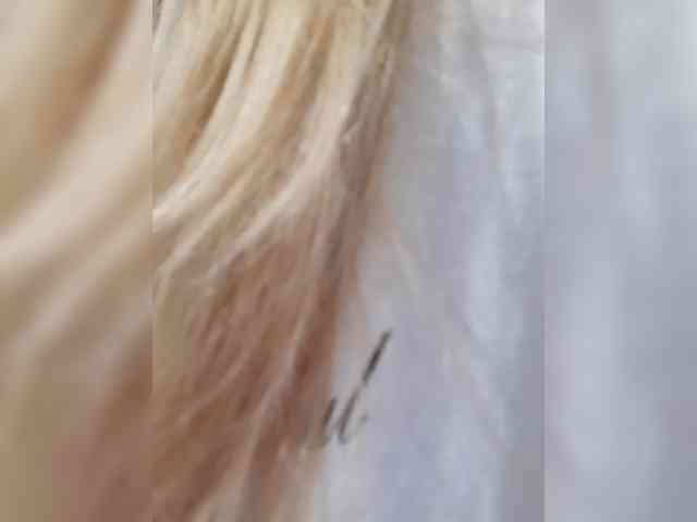 _LittleSammy webcam