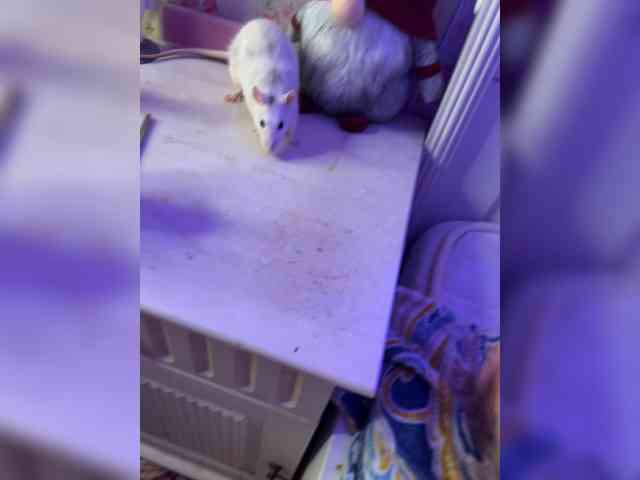 Vishenka69 webcam