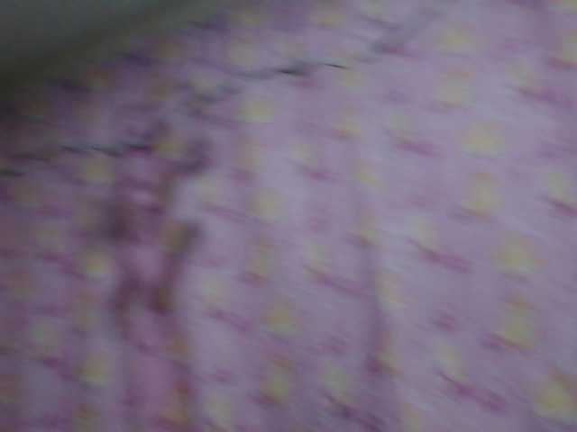 trianabell's BongaCams show and profile