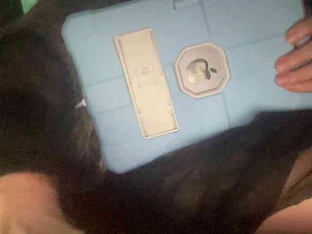 TexasMommy webcam