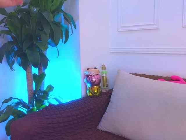 Daisy-Price webcam