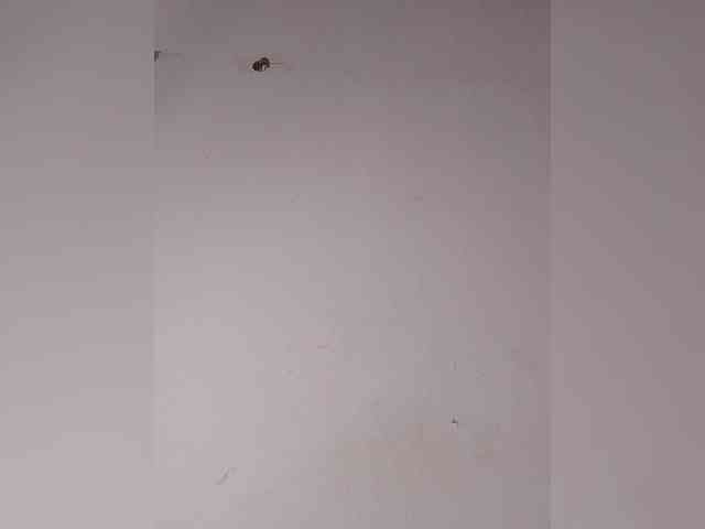 Joyiehh webcam