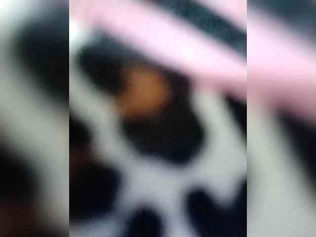 Chatty22 webcam