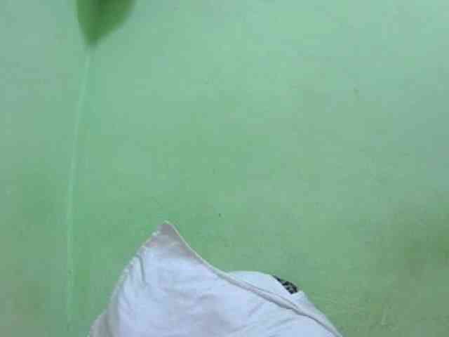 Chou1 webcam