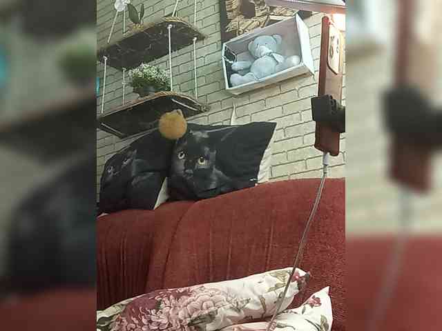 Lina-a-13 webcam