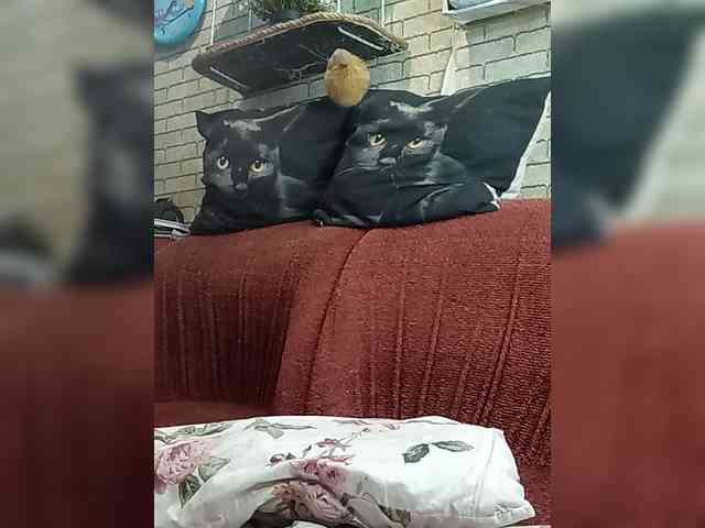 Lina-a-13 webcam