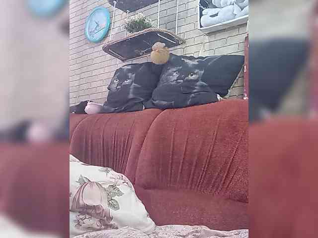 Lina-a-13 webcam