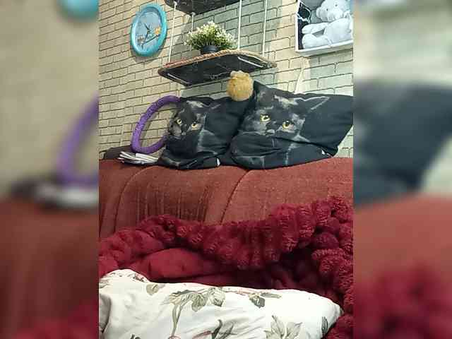 Lina-a-13 webcam