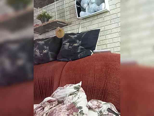 Lina-a-13 webcam
