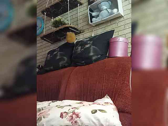 Lina-a-13 webcam