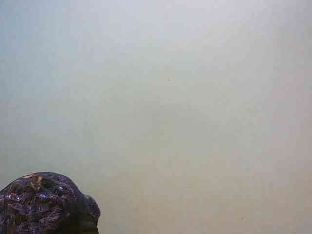 LustyLyn webcam