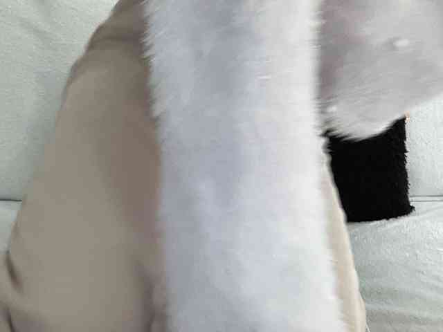 BestyBoobs webcam