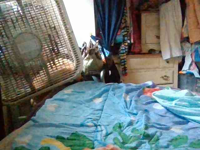starlight1983 webcam