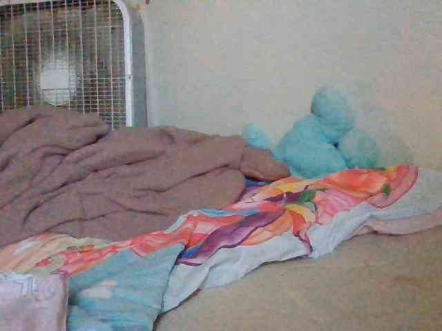 starlight1983 webcam