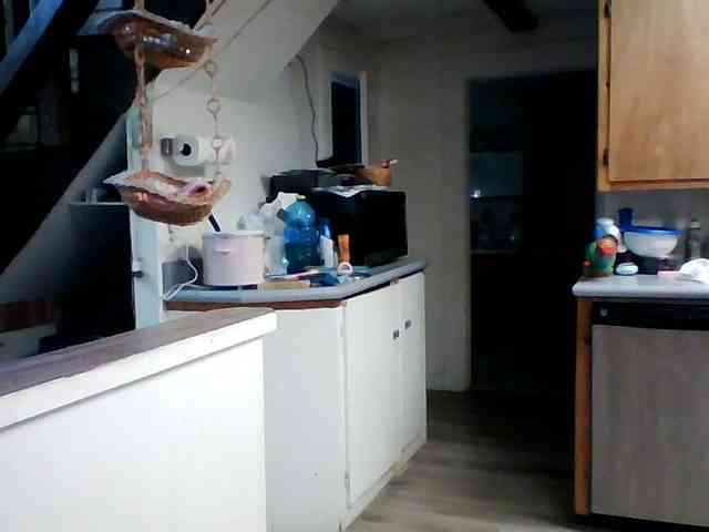 starlight1983 webcam