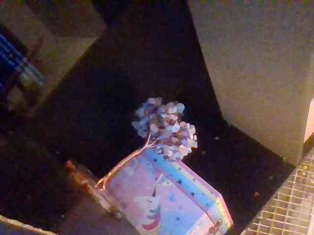 starlight1983 webcam