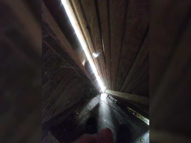 Shpalerr1