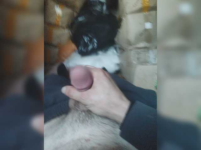 Shpalerr1