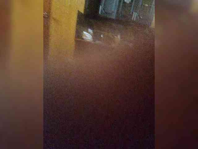Shpalerr1