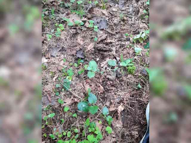 Poly077 Poly077