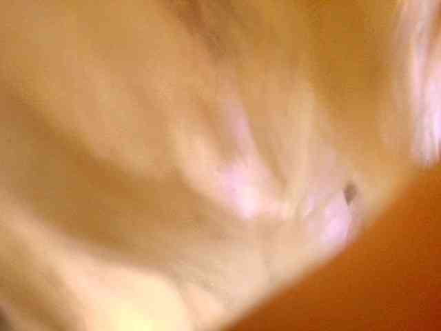 Liliiaxxx webcam