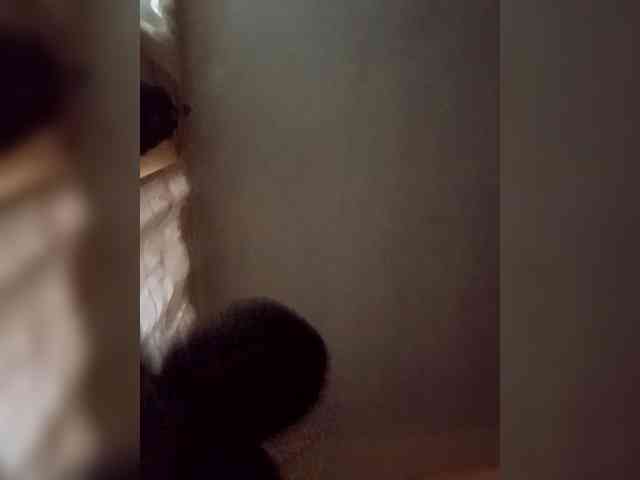 Modes2543 webcam