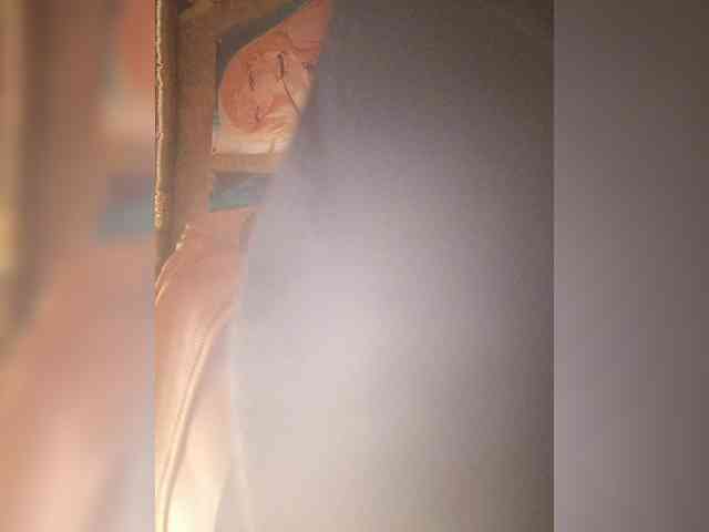 Colombina webcam