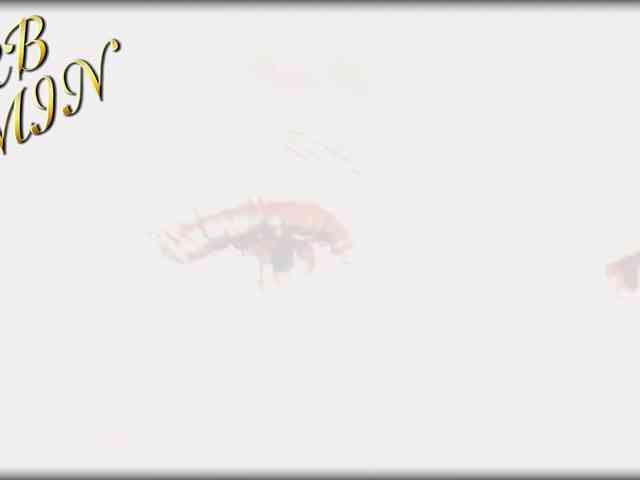 Devil2222 webcam