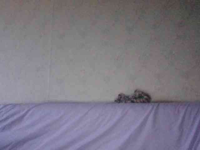 Kitii___ webcam