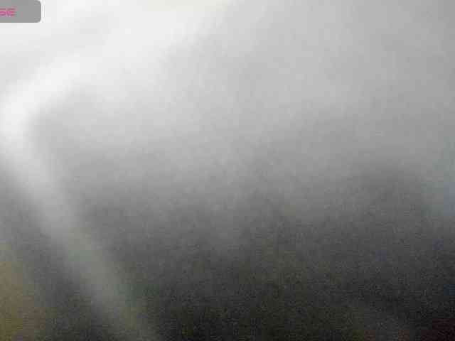 WildDuo_ webcam