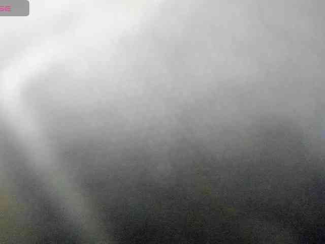 WildDuo_ webcam