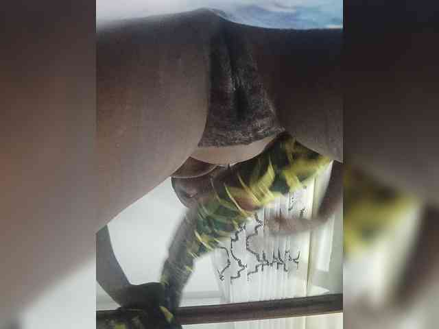 Mjulus webcam