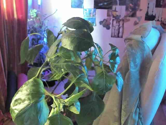 TemptingFable webcam