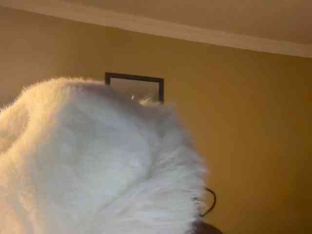Sexyasszeee webcam