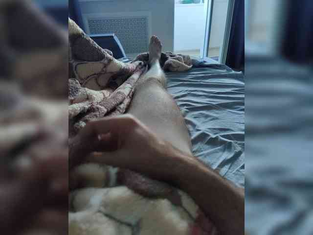 123DAMir