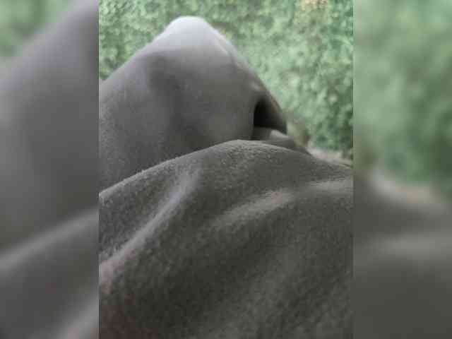 123DAMir 123DAMir