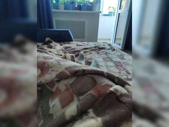 123DAMir