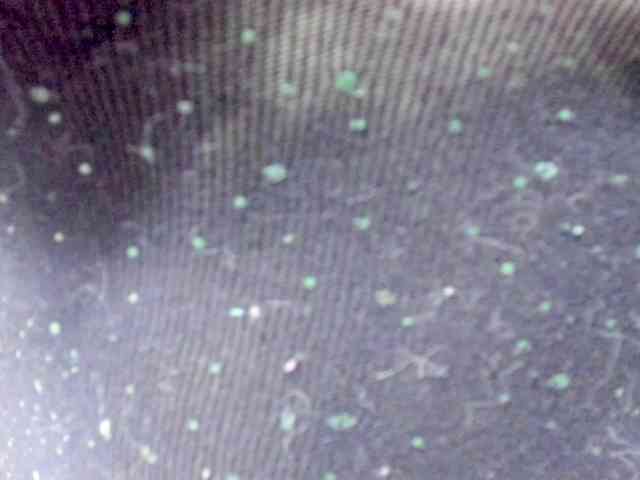 Gemasweet webcam